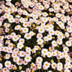 Meet your Posher, Simona